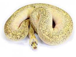 Sterling Champagne Markus Jayne Ball Pythons Ball Python Python Snake Cute Reptiles