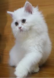 แมว เปอร์เซีย ขาว twitt