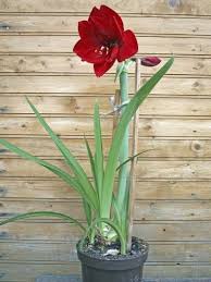 Check spelling or type a new query. Staking Amaryllis Plants Tips On Support For Amaryllis Flowers Amaryllis Plant Amaryllis Flowers Blooming Plants