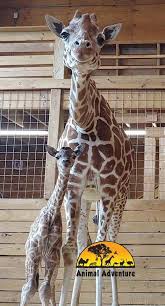 Pin By Stella Tate On Giraffe Animal Adventure Park Cute Animal Pictures Animals Beautiful