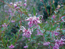 Image result for Grevillea