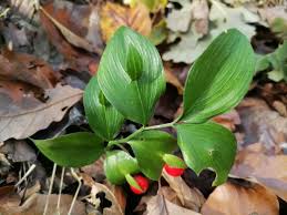 Image result for Isoglossa namuliensis