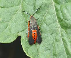 Maybe you would like to learn more about one of these? The Squash Vine Borer Attacks Squash Pumpkins Melons And Zucchini