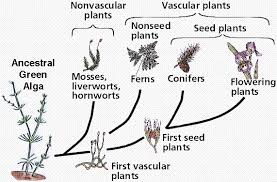 Biological Diversity 5 Vascular Plant Plant Life Cycle Plant Science