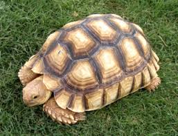Choose from a variety of pet reptiles for sale including snakes, lizards, turtles and more. Baby Sulcata Tortoises For Sale Manufacturer Exporters From Cameroon Id 1795087
