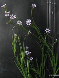Image result for Sisyrinchium micranthum