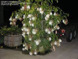 Did you scroll all this way to get facts about dutchman pipe cactus? Pin On How Does Your Garden Grow