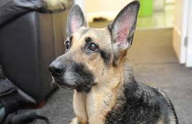 Breeders of merit are denoted by level in ascending order of: German Shepherd Dog Dog Breed Hypoallergenic Health And Life Span Petmd