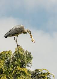 Graureiher Fuetterung Vogelpark Walsrode Grey Heron Dinner Ardea Cinerea