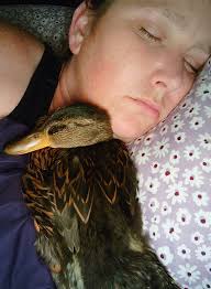 Raising Ducks and Geese