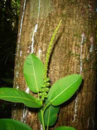 Image result for Sapium