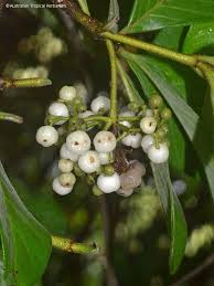 Image result for Psychotria ceratoloba