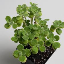 Alphabetical list of magical herbs at witchipedia. Rare And Unusual Herb Plants The Growers Exchange