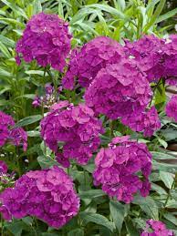 Does phlox make a good pollinator plant? Phlox Wendy House Bluestone Perennials