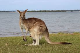 Unter anderem engagiert er sich für ein auswilderungsprojekt von papageien in brasilien. Elstners Reisen 03 Die Retter Der Koalas Fernsehserien De