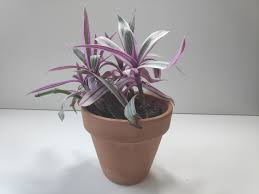 Image result for Tradescantia spathacea