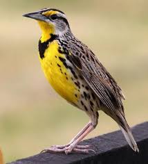 Pin De Onur Karakus En Animales Aves Pajaros De Vivos Colores Aves De Compania