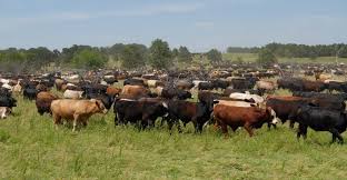 Large Herd Of Steers Cattle Farming Blue Heeler Dogs Livestock Farming