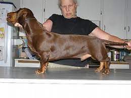 The Standard Dachshund Is Big I Don T Think I Ve Seen One Dapple Dachshund Standard Dachshund Dachshund Love