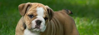 With rc he had a horrible congested coughing, loosing weight, running nose and eyes. English Bulldog Petplace