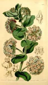Asclepias Vestita Wooly Milkweed Circa 1844 Botanical Illustration Vintage Botanical Painting Botanical Drawings