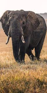 About Wild Animals Picture Of A Majestic Elephant Wild Animal Wallpaper Wild Animals Photography Wild Animals Photos