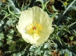 Image result for Argemone ochroleuca