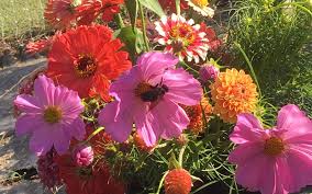 Floral designer cynthia zamaria shares her tips on how to plant a cutting garden and grow gorgeous bouquets in your own backyard. Start Your Own Cutting Garden From Seed Cultivate Co