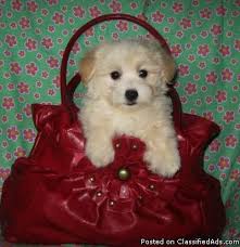 As in other small dog breeds, puppies tend to be more delicate and need to be watched. Cute Sweet Morkie Poo Puppies Morkie Poodle Price 275 For Sale In Richmond California Best Pets Online