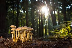 Maybe you would like to learn more about one of these? App Round Up Fungi Id Inside Ecology