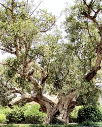 Image result for Ficus oreodryadum