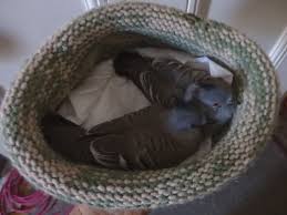 I knitted this nest in a yarn that is slightly thicker than double knitting and i used a size 4 metric ( 6 us ) circular needle. Making Wildlife Nests