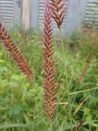 Image result for Cenchrus unisetus