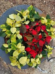 Image result for Begonia pulcherrima