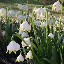 Leucojum Vernum Spring Snowflake Bulbs Bulbous Plants Bulb Flowers Planting Bulbs