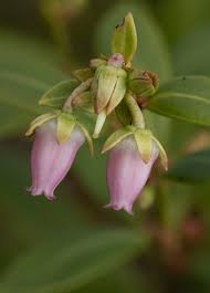 Image result for Rawsonia lucida