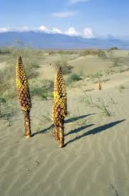 Image result for Orobanchaceae