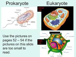 Prokaryotic and eukaryotic cells are the only kinds of cells that exist on earth. Prokaryotic Versus Eukaryotic Cells Ppt Download