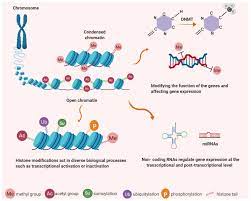 Cancers Free Full Text Telomerase Regulation A Role For Epigenetics Html