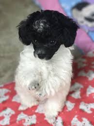 Black And White Toy Poodle Puppies Best Little Teacup Poodle Ever Spanky Tea Cup Poodle Poodle White Toy Poodle