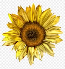 Free Free 294 Transparent Background Sunflower Clipart Sunflower Png SVG PNG EPS DXF File