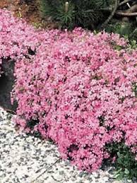 Cette plante vivace est très décorative par son feuillage de grande taille et lustré. Phlox Mousse Moerheimii Phlox Subulata Le Jardin Du Pic Vert Fleur De Rocaille Fleurs Vivaces Plein Soleil Fleurs Rampantes
