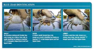 Maryland Blue Crab Regulations