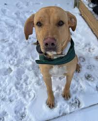 Woman accused of animal hoarding in Western Colorado