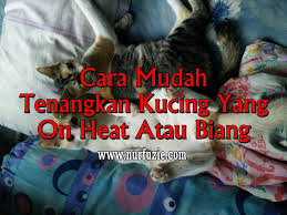 Check spelling or type a new query. Cara Mudah Tenangkan Kucing Yang On Heat Atau Biang Eintan Nurfuzie Lifestyle Beauty Travel Tips Rawatan Kucing Review