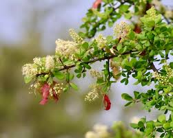 Image result for Hermannia kirkii