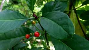 Image result for Carpolobia