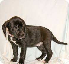 | for more too cute!, visit. Howell Mi Labrador Retriever Meet Enzo Eclipse A Pet For Adoption