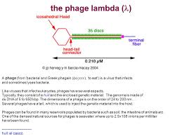 This virus can either reproduce quickly (left hand side of diagram) causing the host cell to disintegrate and release new at upper left, a bacteriophage lambda virion has attached to the bacterial cell wall. The Phage Lambda A Phage From Bacteria And Greek Phagein To Eat Is A Virus That Infects And Sometimes Lyses Bacteria Like Viruses Ppt Download