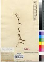 Image result for Cyanotis foecunda